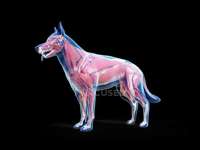 Musculatura completa para perros con órganos internos, ilustración digital . - foto de stock