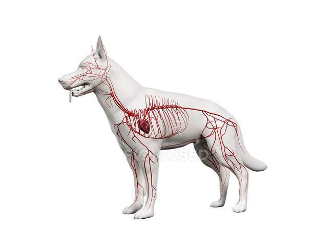 Arterias en cuerpo de perro transparente, ilustración anatómica por ordenador . - foto de stock