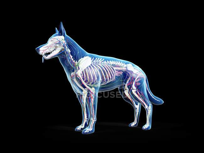 Vollständige Hundeanatomie mit inneren Organen und Skelett, digitale Illustration. — Stockfoto