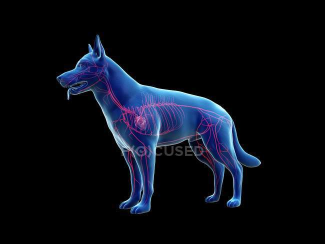 Arterias en cuerpo de perro transparente, ilustración anatómica por ordenador . - foto de stock