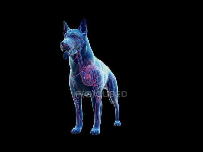 Struttura del sistema vascolare del cane con vasi sanguigni colorati nel corpo trasparente, illustrazione del computer . — Foto stock
