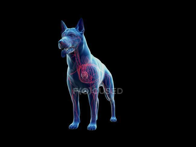 Arteries in transparent dog body, anatomical computer illustration. — Stock Photo