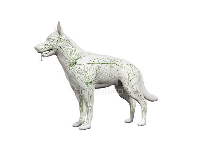 Structure du système lymphatique canin avec vaisseaux lymphatiques, illustration numérique . — Photo de stock