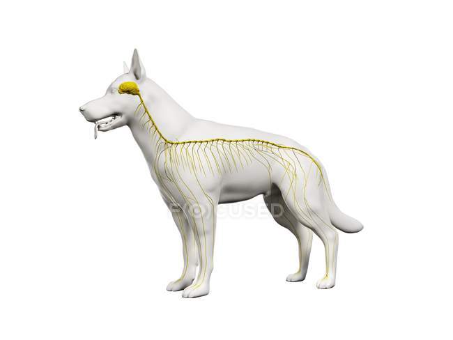 Struktur des Nervensystems des Hundes, Computerillustration. — Stockfoto