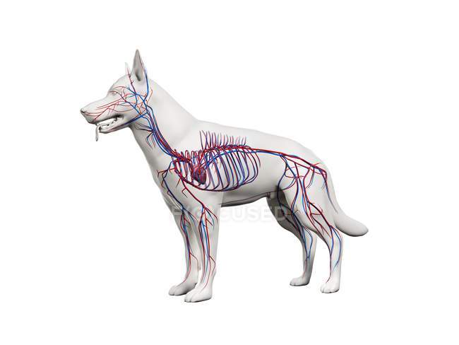 Estructura del sistema vascular del perro con vasos sanguíneos de colores en el cuerpo transparente, ilustración de la computadora
. - foto de stock