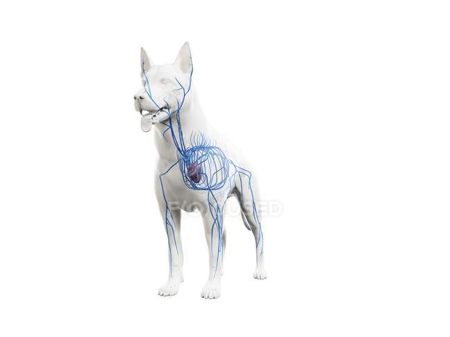 Вени в прозорому тілі собаки, анатомічна комп'ютерна ілюстрація . — стокове фото