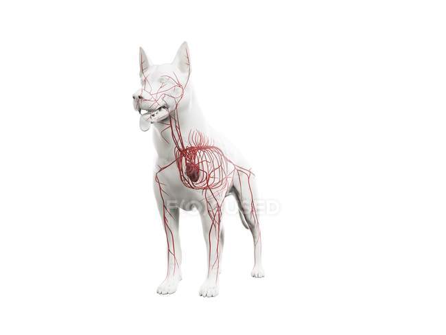 Arterias en cuerpo de perro transparente, ilustración anatómica por ordenador
. - foto de stock