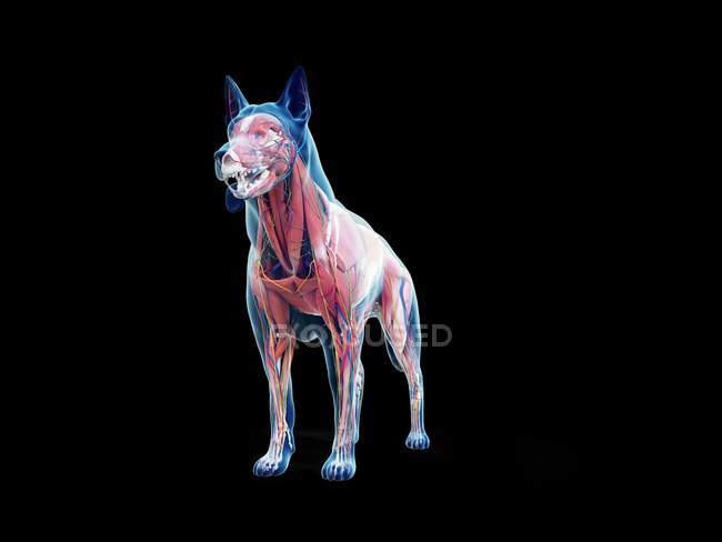 Anatomia completa del cane con muscolatura e organi interni, illustrazione digitale . — Foto stock
