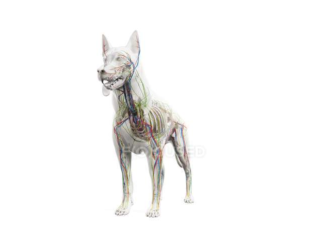 Anatomia completa del cane con organi interni, illustrazione digitale . — Foto stock