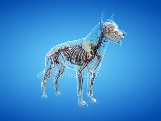 Anatomía completa del perro con órganos internos y esqueleto, ilustración digital . - foto de stock