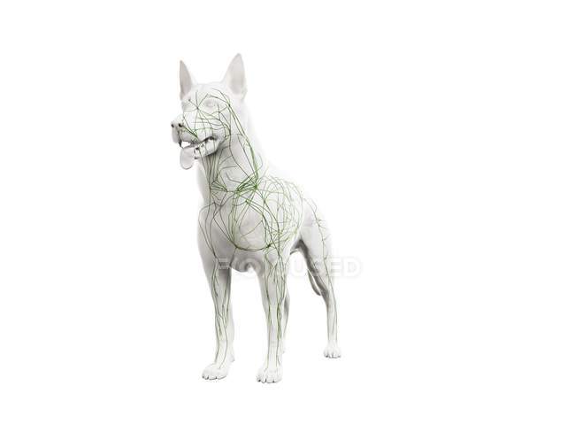 Структура лимфатической системы собаки с лимфатическими сосудами, цифровая иллюстрация . — стоковое фото