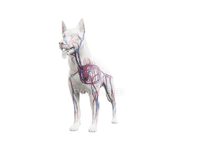Структура собачьей сосудистой системы с красочными кровеносными сосудами в прозрачном теле, компьютерная иллюстрация
. — стоковое фото