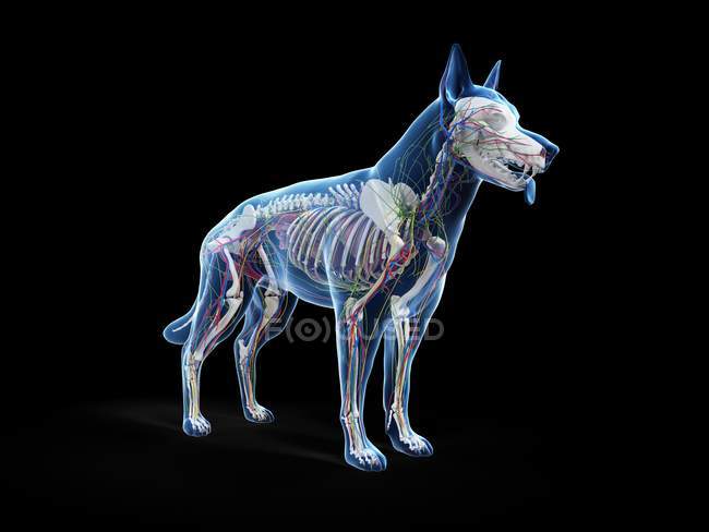 Anatomía completa del perro con órganos internos, ilustración digital . - foto de stock