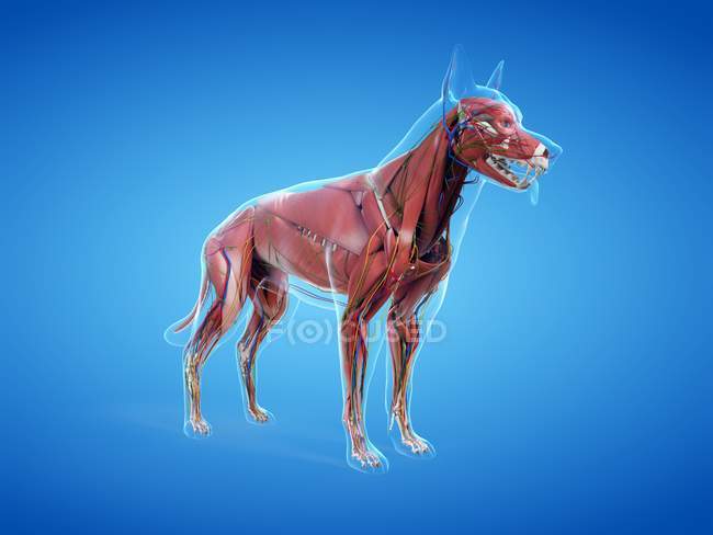 Полная мускулатура собаки с внутренними органами, цифровая иллюстрация
. — стоковое фото