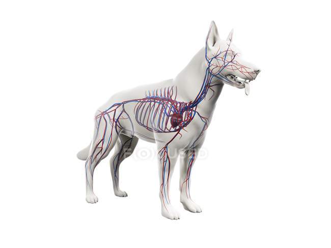 Структура собачьей сосудистой системы с красочными кровеносными сосудами в прозрачном теле, компьютерная иллюстрация
. — стоковое фото