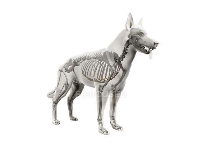 Estructura del esqueleto del perro, ilustración de la computadora . - foto de stock