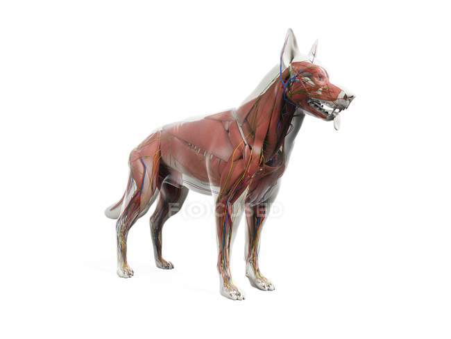 Полная мускулатура собаки с внутренними органами, цифровая иллюстрация
. — стоковое фото