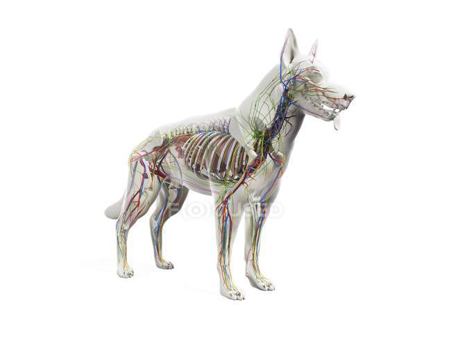 Anatomía completa del perro con órganos internos, ilustración digital . - foto de stock