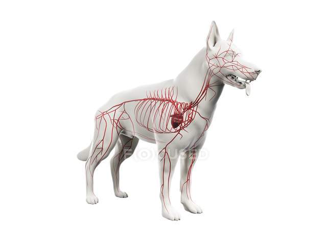 Artérias em corpo de cão transparente, ilustração anatômica do computador . — Fotografia de Stock