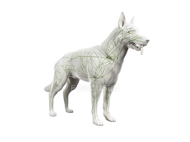 Structure of dog lymphatic system with lymph vessels, digital illustration. — Stock Photo