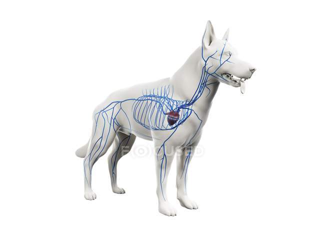 Venen im transparenten Hundekörper, anatomische Computerillustration. — Stockfoto