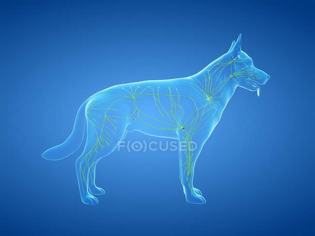 Структура собачої лімфатичної системи з лімфатичними судинами, цифрове зображення. — стокове фото