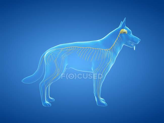 Structure of dog nervous system, computer illustration. — Stock Photo
