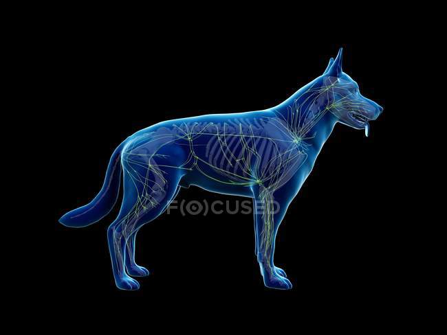 Estructura del sistema linfático perro con vasos linfáticos, ilustración digital . - foto de stock