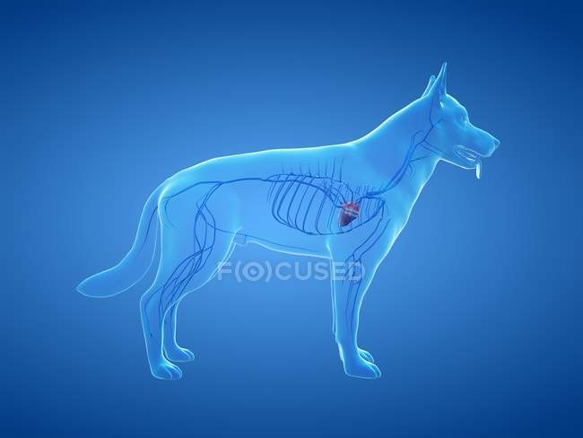Venas en cuerpo de perro transparente, ilustración anatómica por ordenador . - foto de stock