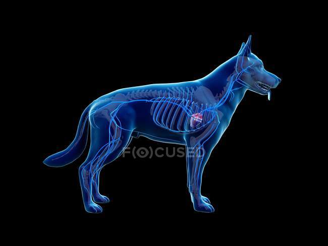 Vene nel corpo del cane trasparente, illustrazione anatomica del computer . — Foto stock