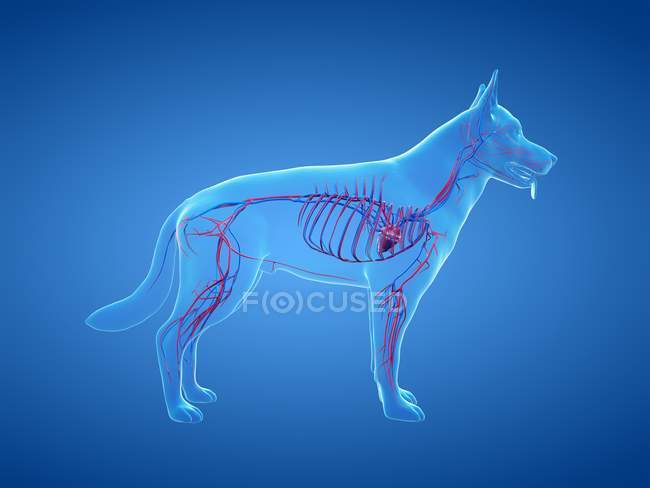 Estructura del sistema vascular del perro con vasos sanguíneos de colores en el cuerpo transparente, ilustración de la computadora
. - foto de stock