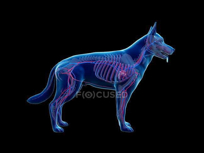 Estrutura do sistema vascular do cão com vasos sanguíneos coloridos em corpo transparente, ilustração do computador . — Fotografia de Stock