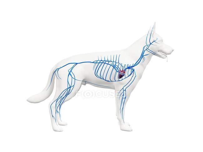 Veins in transparent dog body, anatomical computer illustration. — Stock Photo