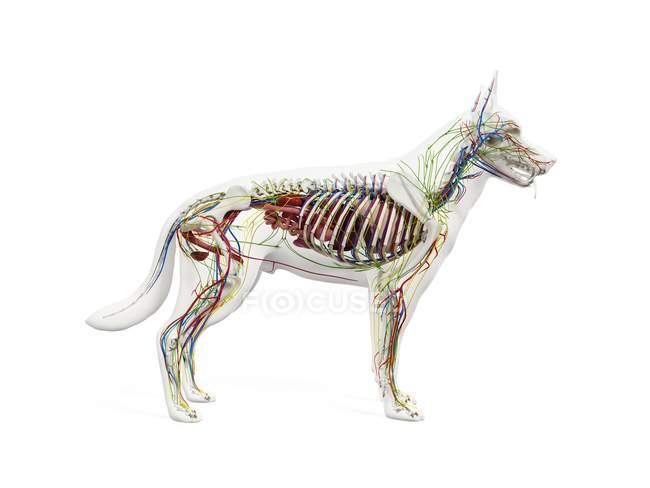 Anatomia completa do cão com esqueleto e órgãos internos, ilustração digital . — Fotografia de Stock