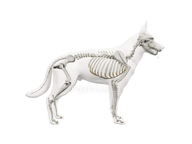 Estrutura do esqueleto do cão, ilustração do computador . — Fotografia de Stock