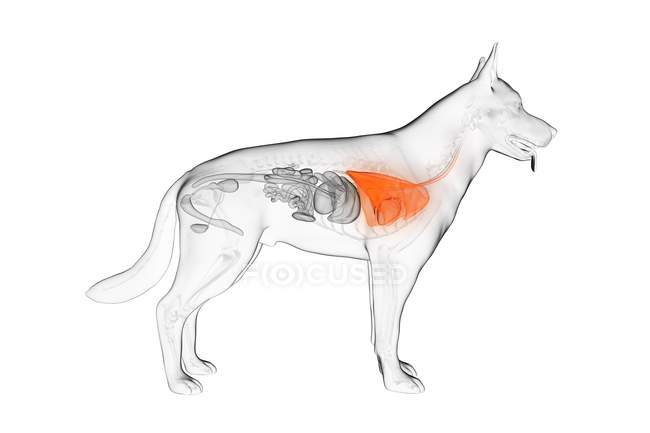 Anatomy of dog lungs in transparent body, computer illustration. — Stock Photo