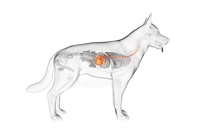 Anatomie de l'estomac du chien dans un corps transparent, illustration numérique . — Photo de stock