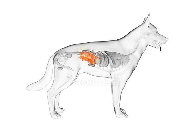 Анатомія собаки маленький кишечник в прозорому тілі, комп'ютерна ілюстрація . — стокове фото