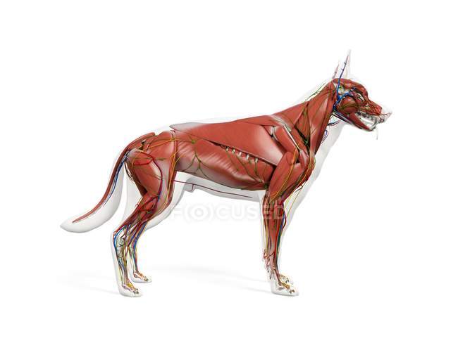 Musculature complète pour chien avec organes internes, illustration numérique
. — Photo de stock