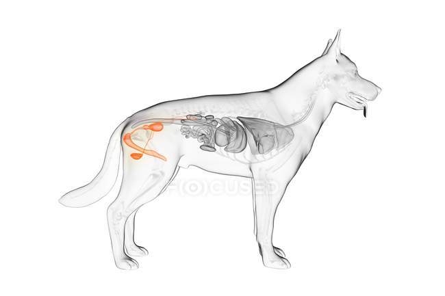 Anatomia do cão órgãos reprodutivos masculinos, ilustração do computador . — Fotografia de Stock