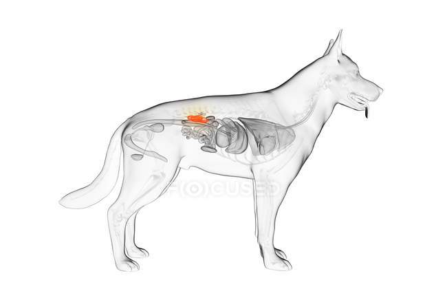 Anatomía de los riñones de perro en el cuerpo transparente, ilustración por ordenador . - foto de stock
