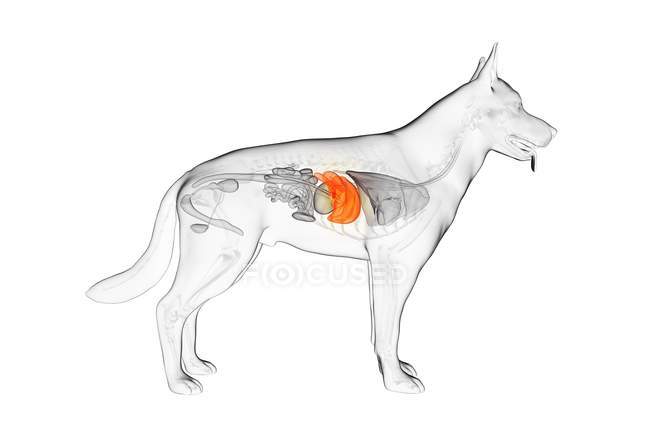 Anatomía del hígado de perro en el cuerpo transparente, ilustración por computadora
. - foto de stock