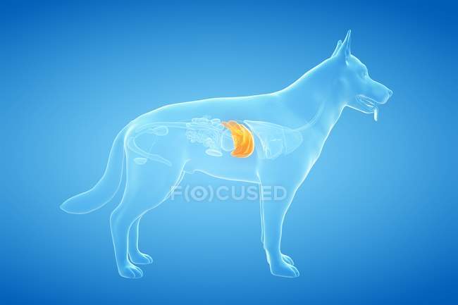 Анатомія печінки собаки в прозорому тілі, комп'ютерна ілюстрація . — стокове фото