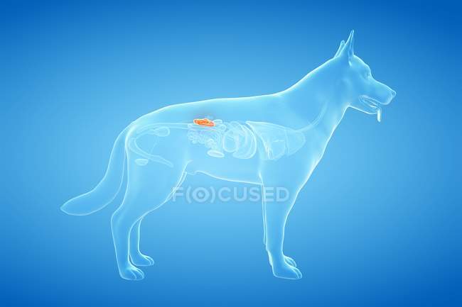 Anatomie des reins de chien dans un corps transparent, illustration par ordinateur . — Photo de stock