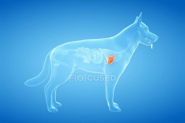 Анатомія серця собаки в прозорому тілі, комп'ютерна ілюстрація. — стокове фото