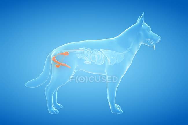 Anatomía de órganos reproductores masculinos de perro, ilustración por computadora . - foto de stock