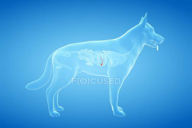 Анатомія жовчного міхура собаки в прозорому тілі, комп'ютерна ілюстрація . — стокове фото