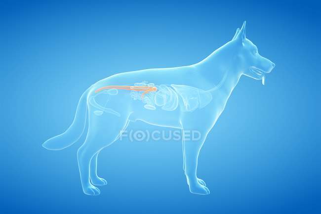 Анатомія собачої товстої кишки в прозорому тілі, комп'ютерна ілюстрація . — стокове фото