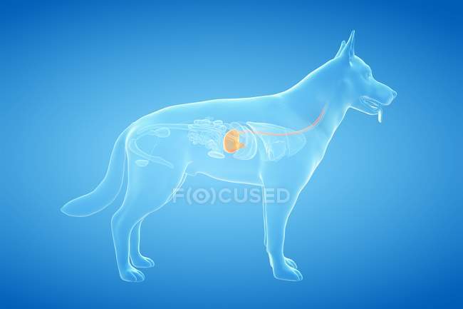 Анатомія шлунка собак у прозорому тілі, цифрове мистецтво. — стокове фото