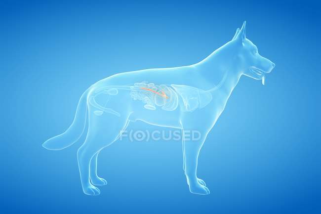 Anatomie der Bauchspeicheldrüse des Hundes im transparenten Körper, Computerillustration. — Stockfoto